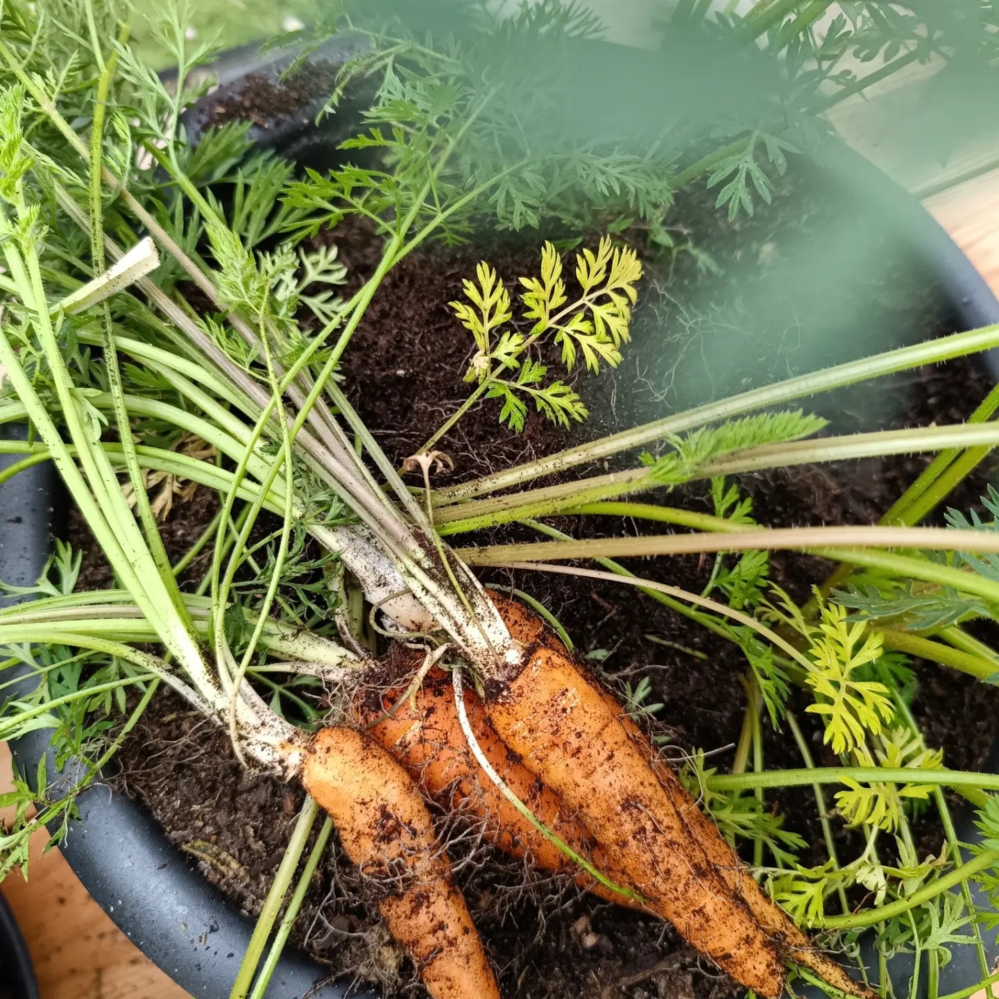 Kit de graines - Légumes racines