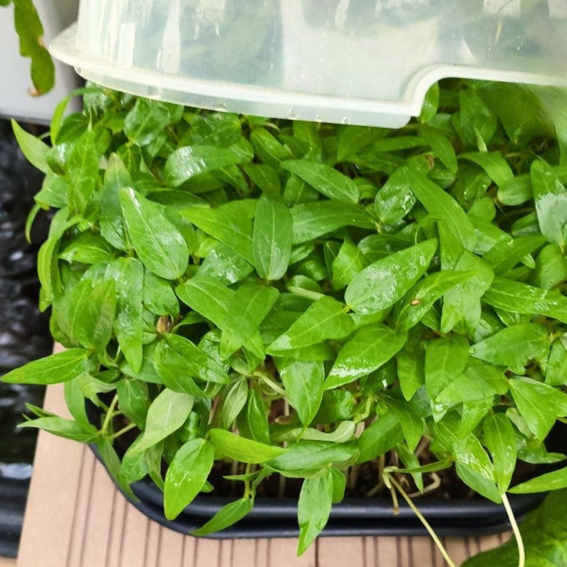 Kit Microgreens
