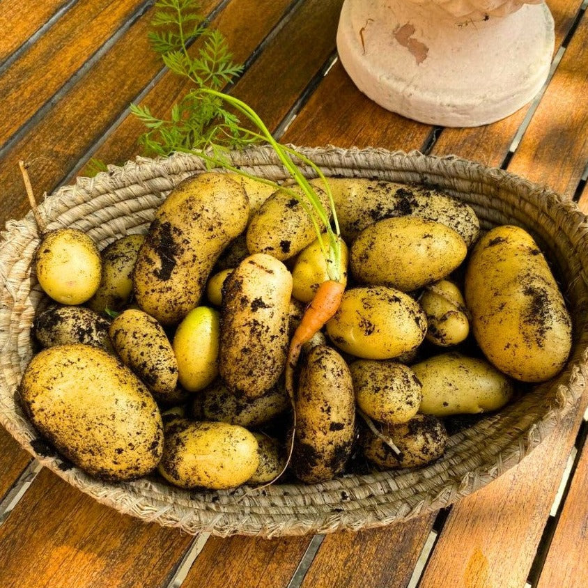 Pots pour culture tubercules