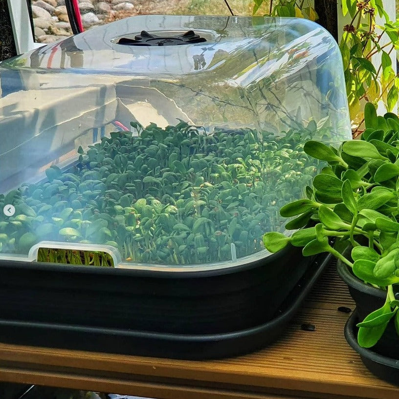 Kit Microgreens
