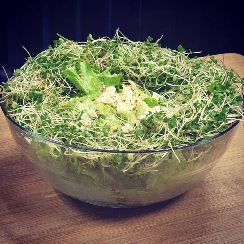Kit Microgreens