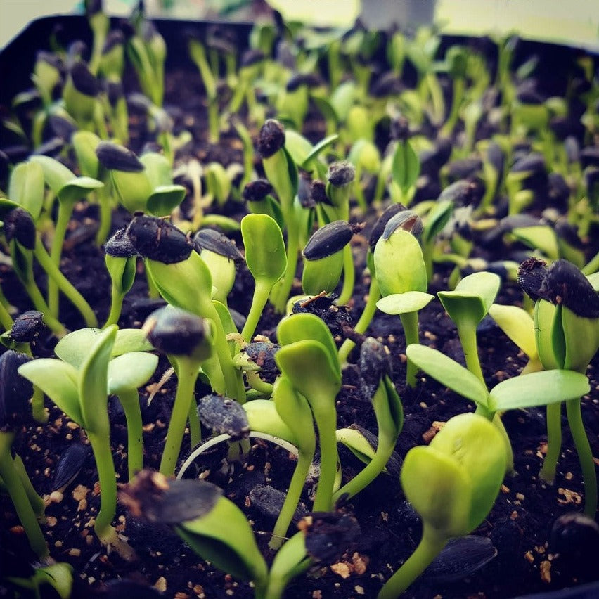 Kit Microgreens