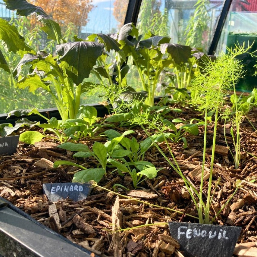 Potager en permaculture L