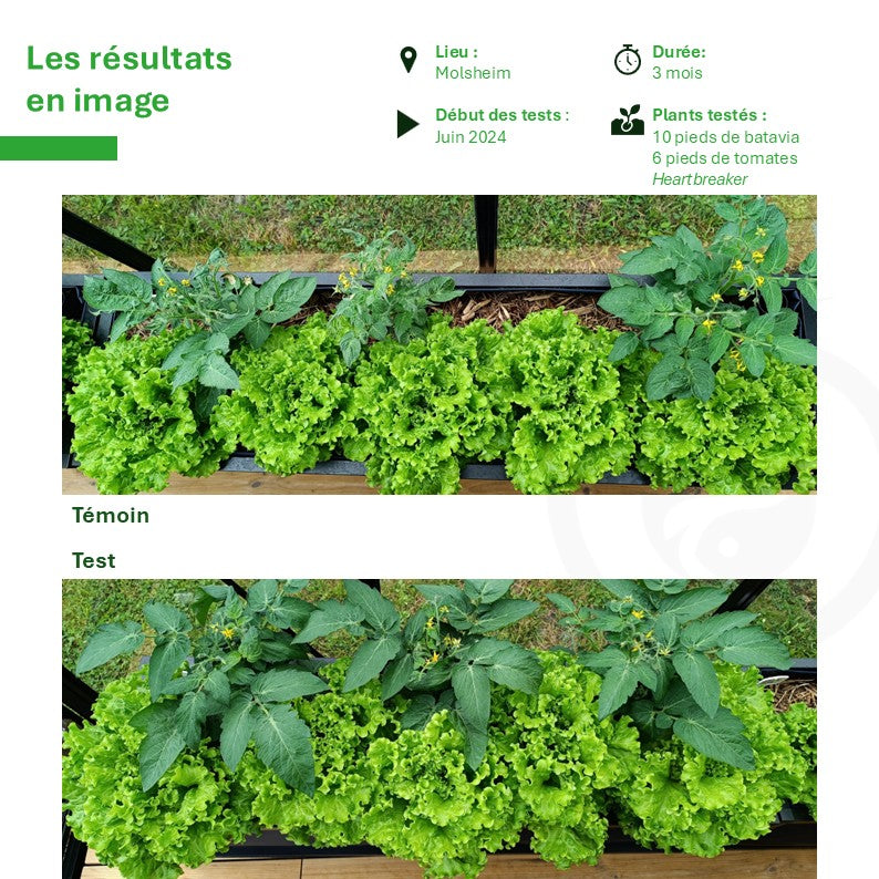 Perma M Vegetable Garden
