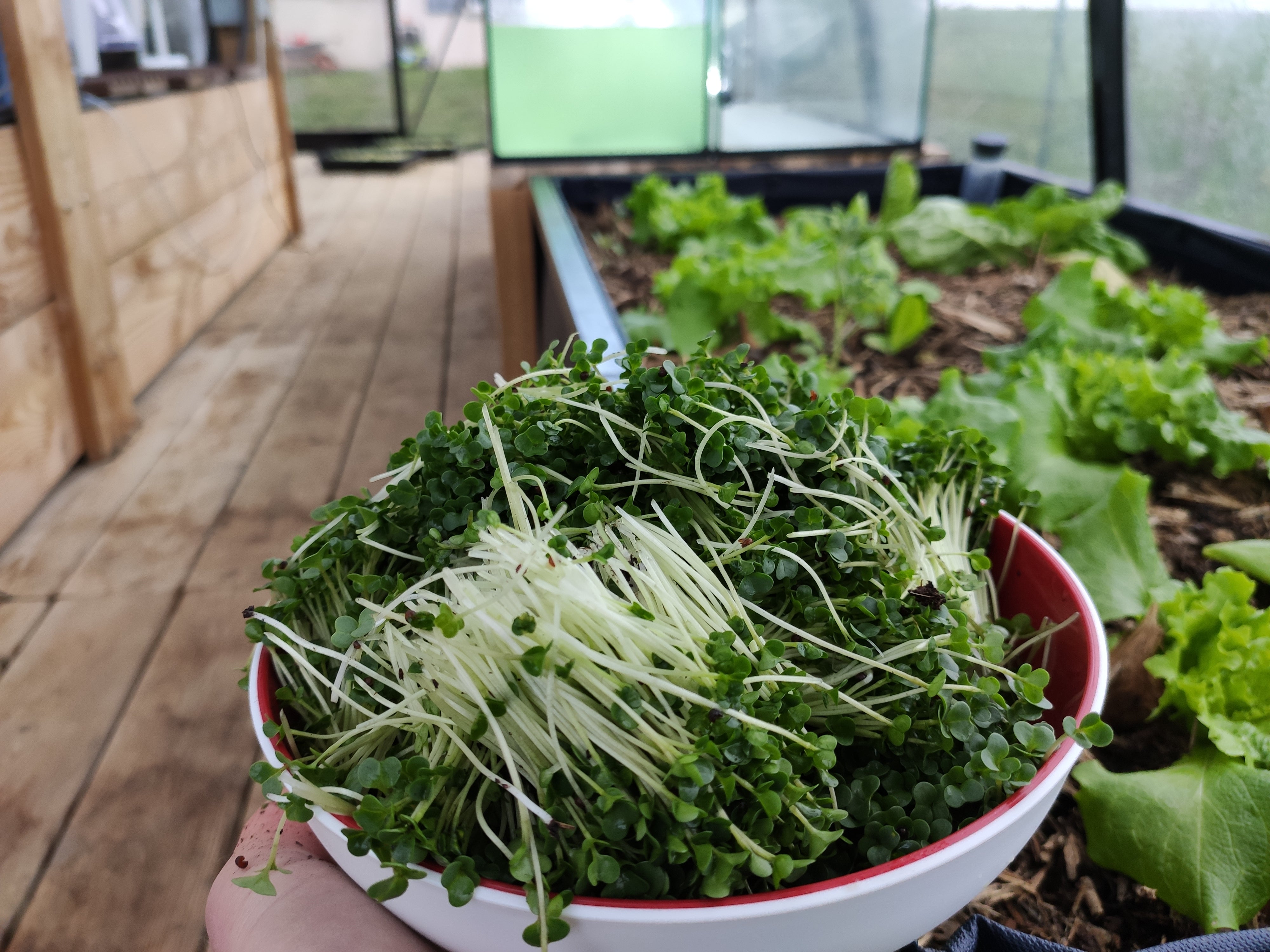 Graines micro pousses - Trèfle, radis daïkon, sarrasin