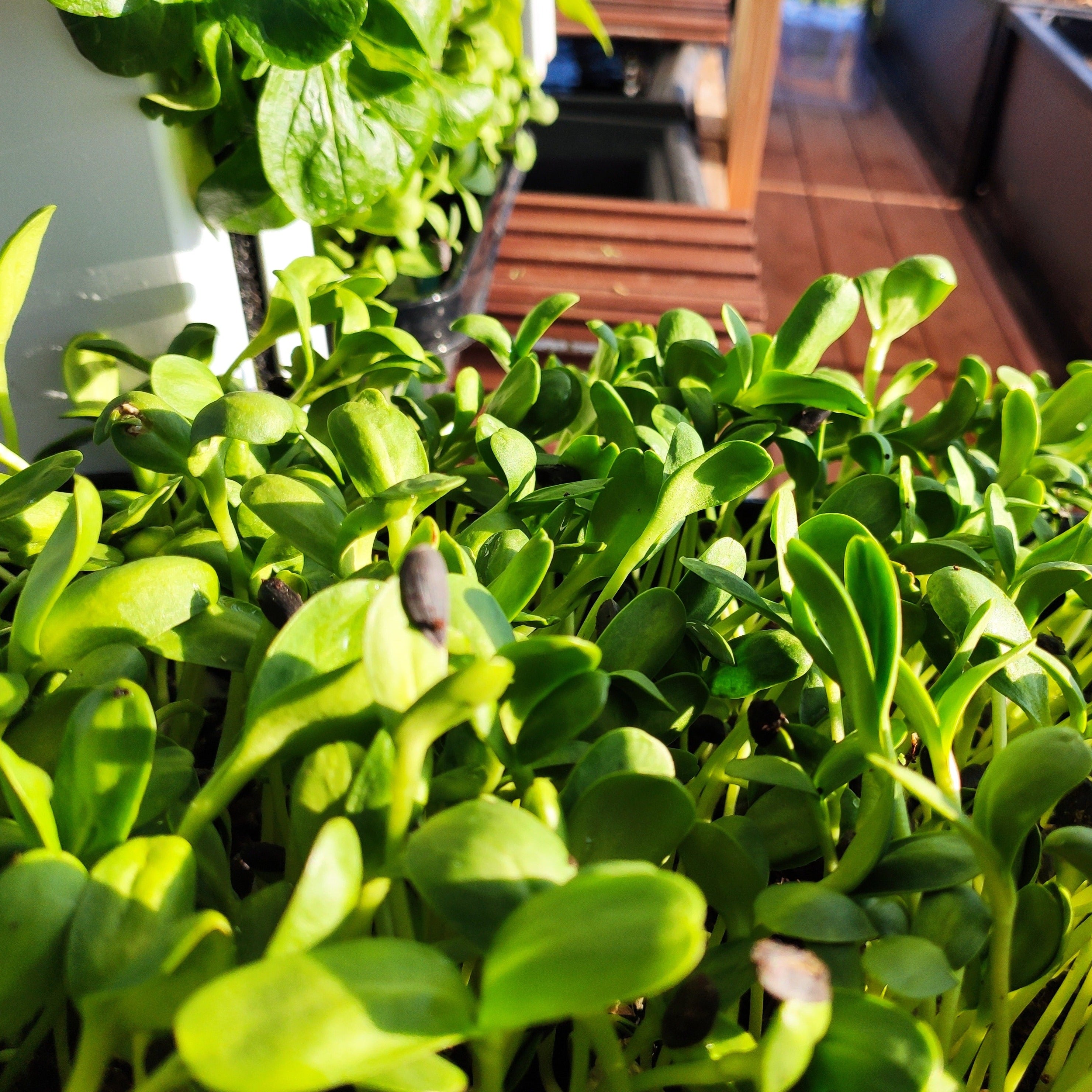 Microgreens seeds kit - brocoli, green pea, sunflower