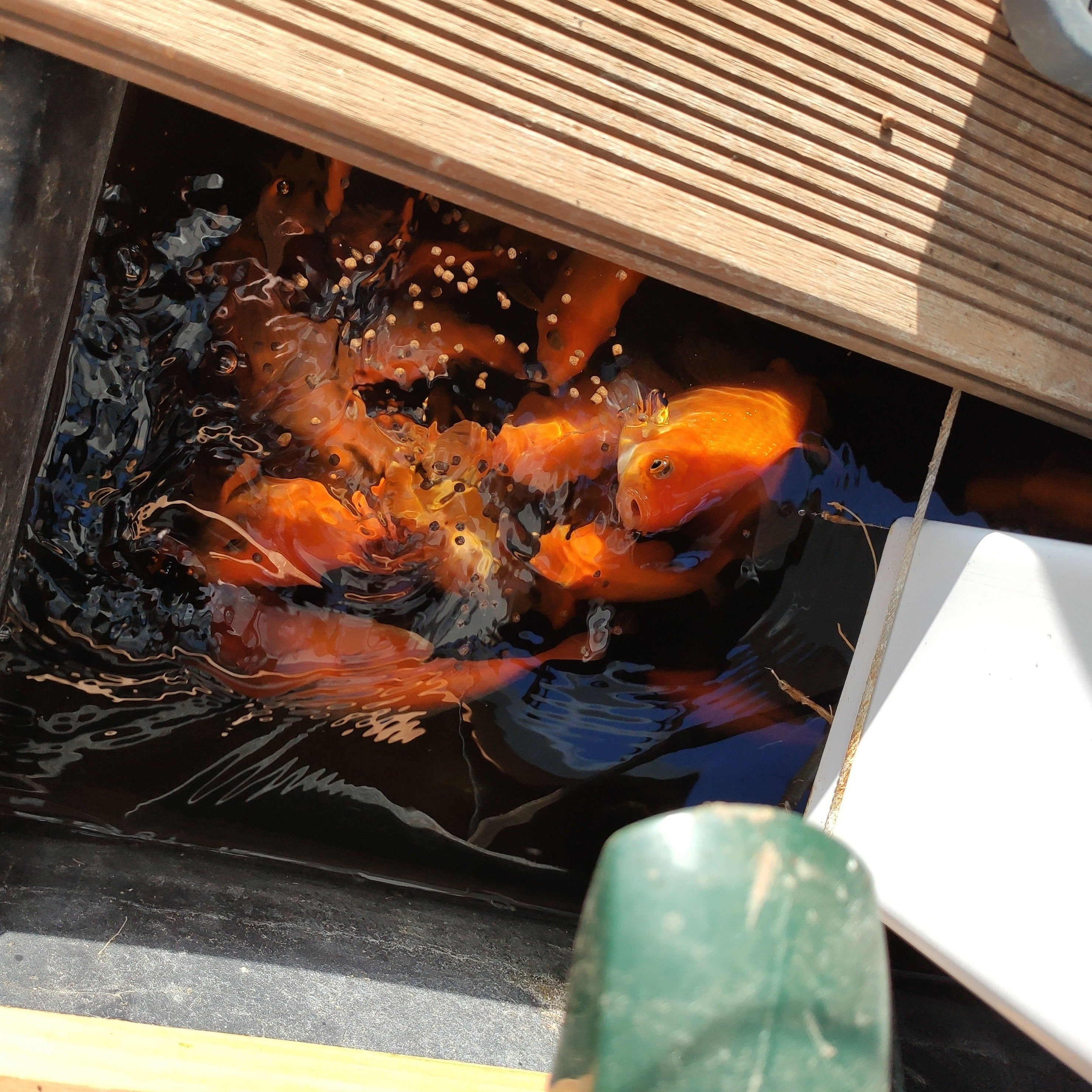 Distributeur automatique de nourriture pour poisson