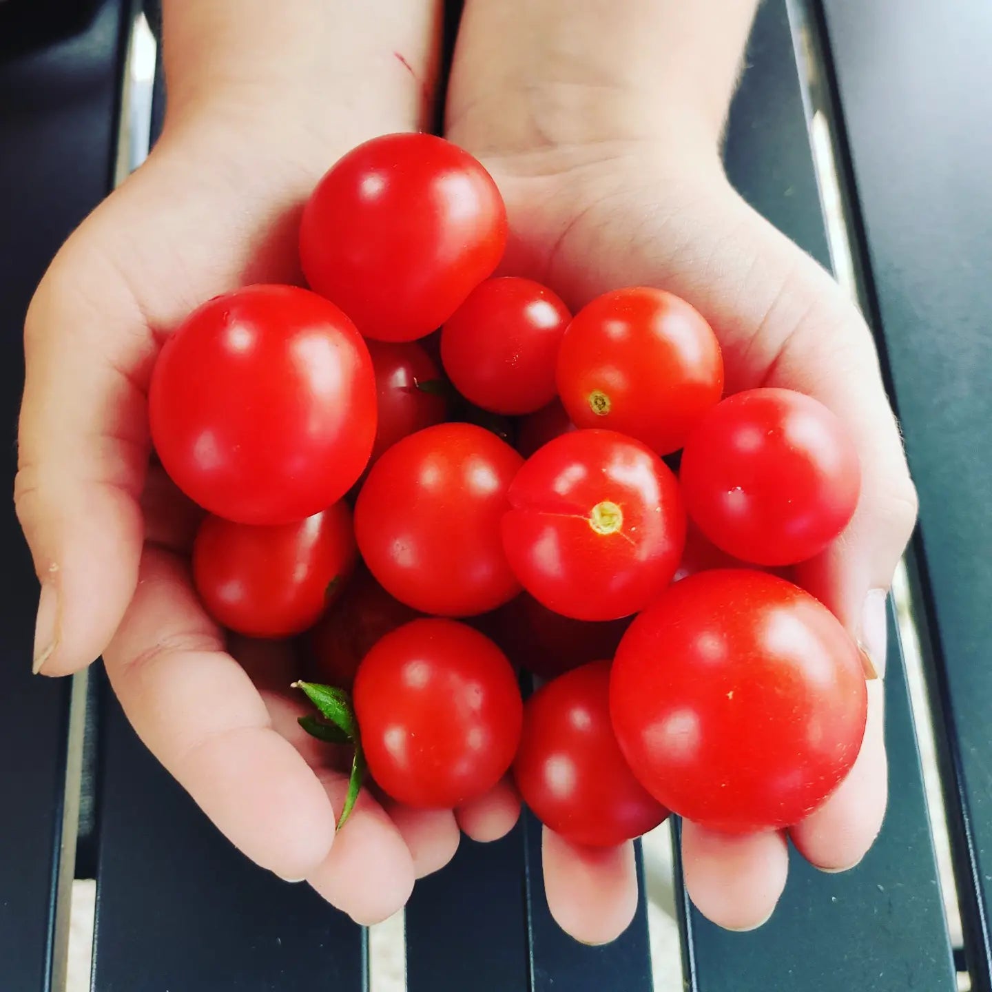 Kit de graines - L'essentiel des légumes d'été