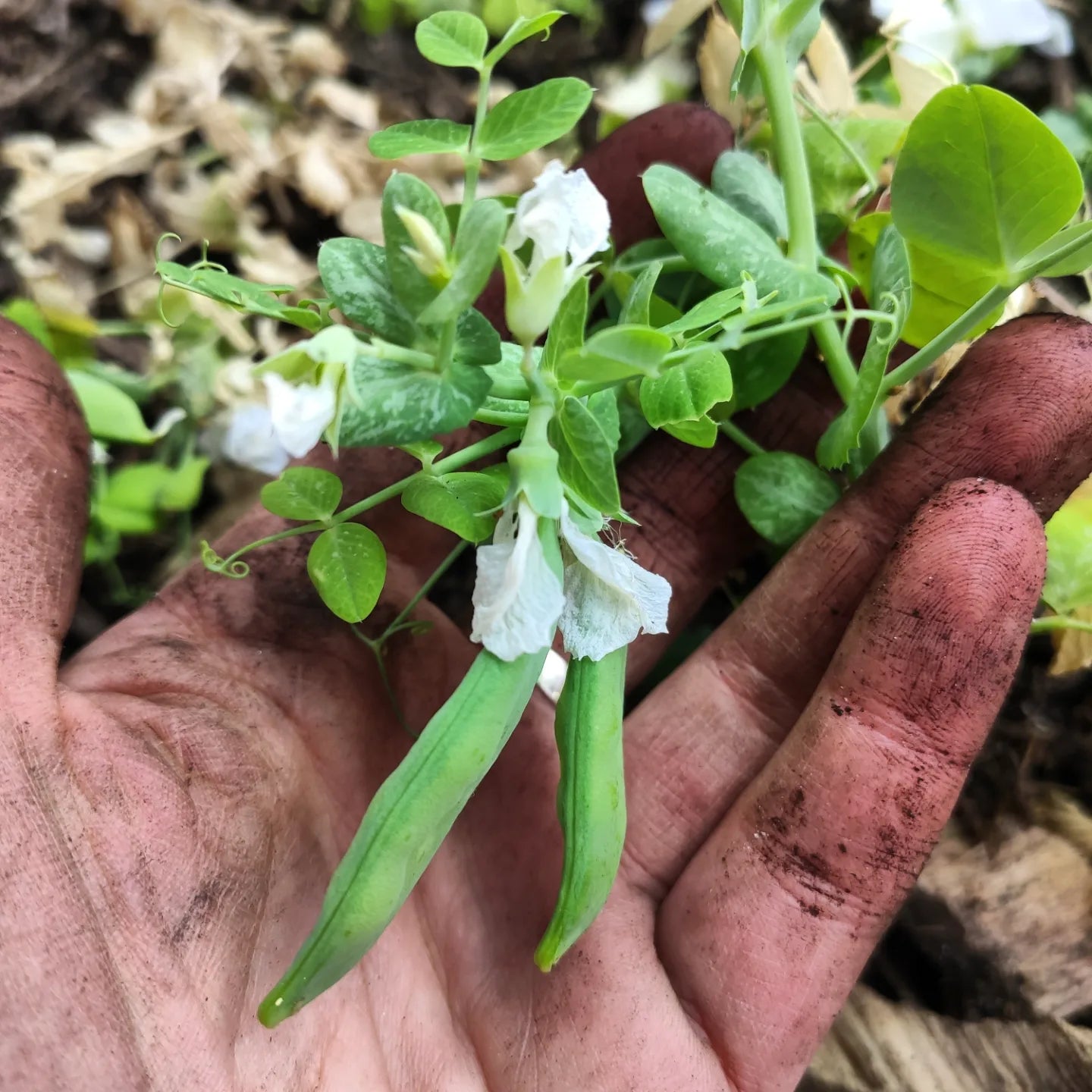 Kit de graines - Légumes asiatiques