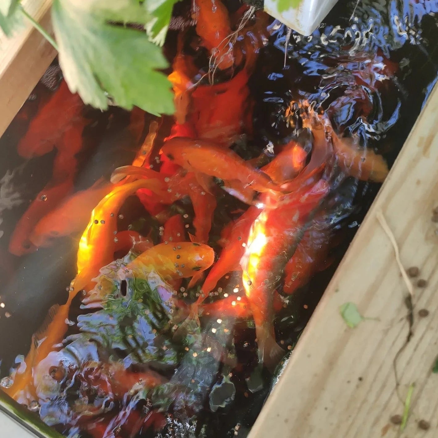 Aquaponic fish food insect-based - 3kg