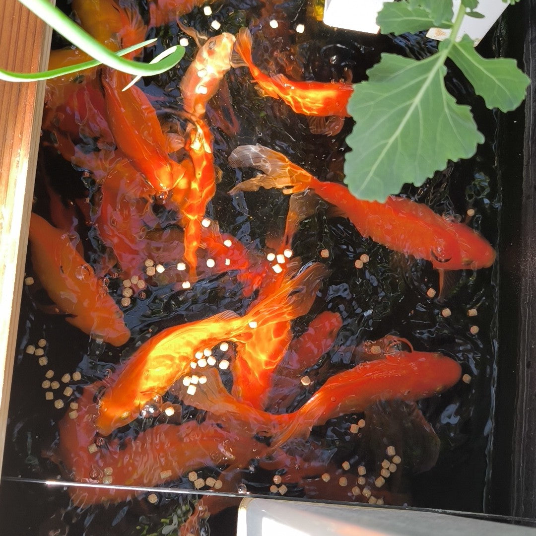 Aquaponic fish food insect-based - 3kg