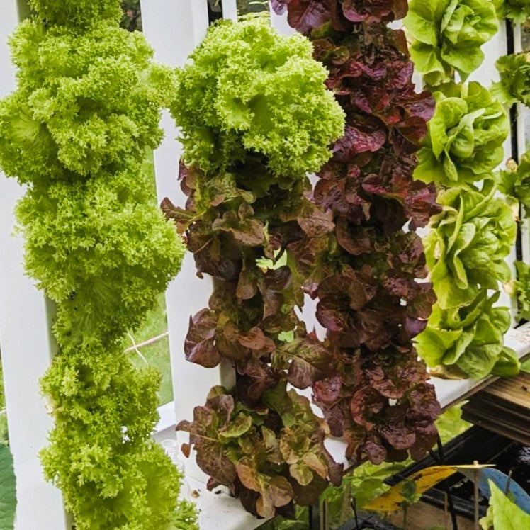 Seeds Kit - Lettuce