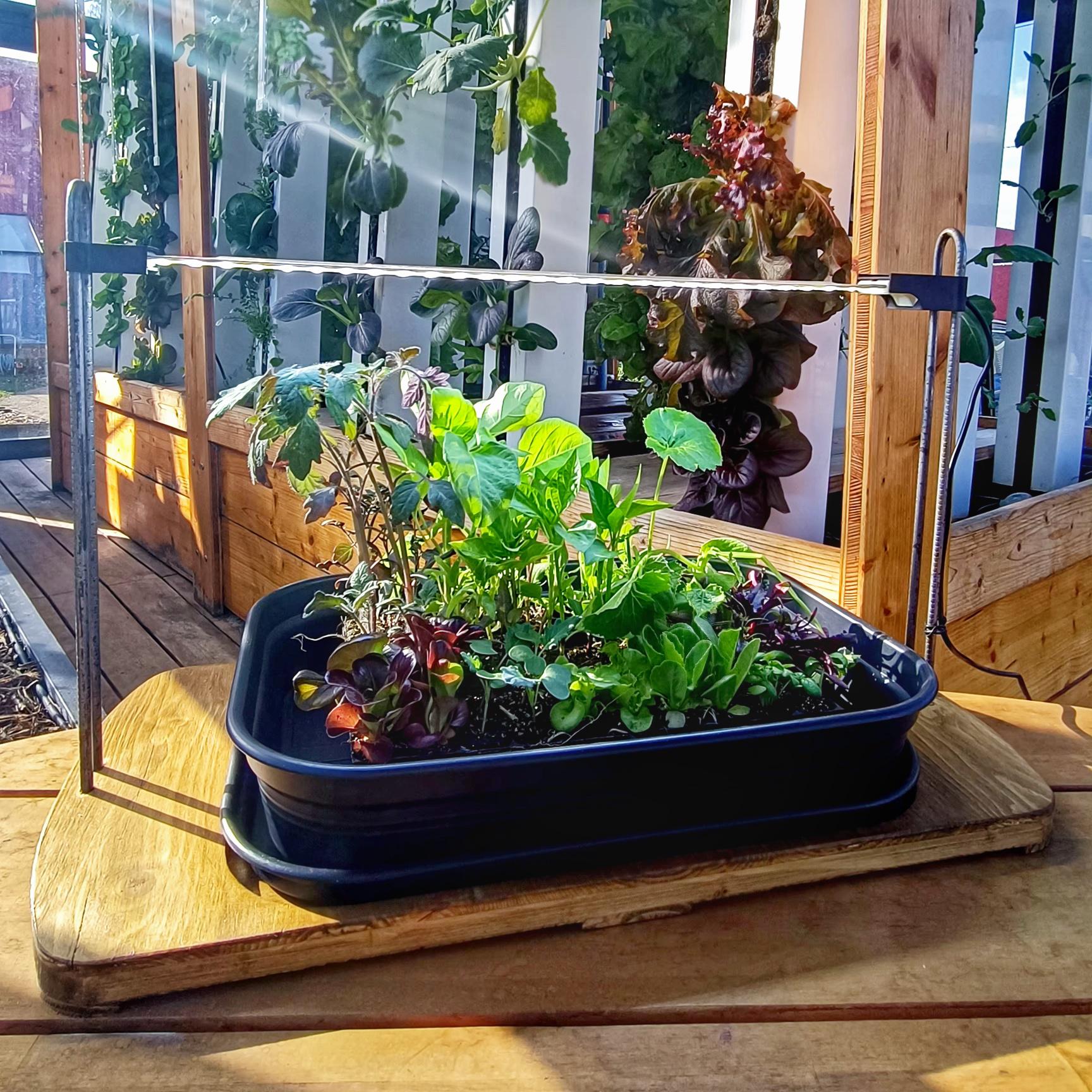 LED seedling incubator