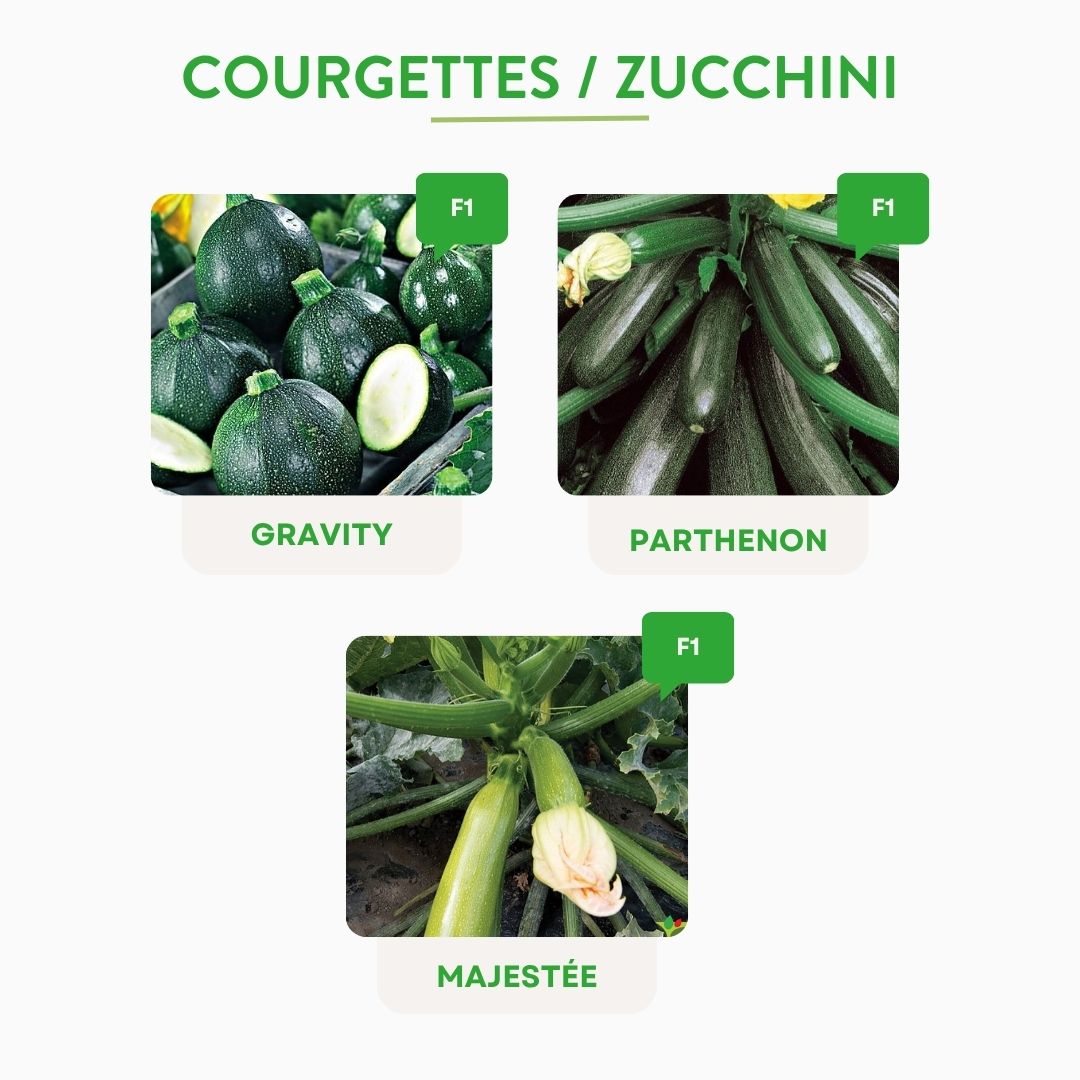 Exklusives Kürbis- & Zucchini-Kit – 12 Pflanzfertige Setzlinge