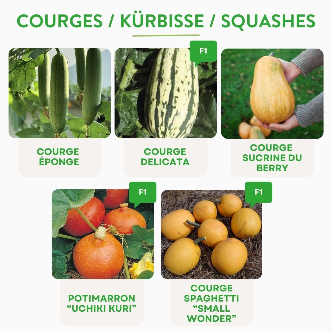Exklusives Kürbis- & Zucchini-Kit – 12 Pflanzfertige Setzlinge