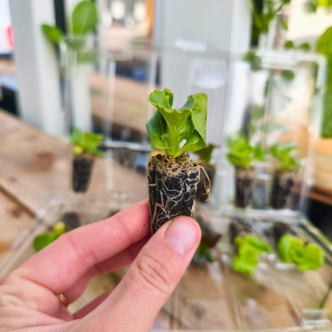 Ready-to-Grow Plants - kits