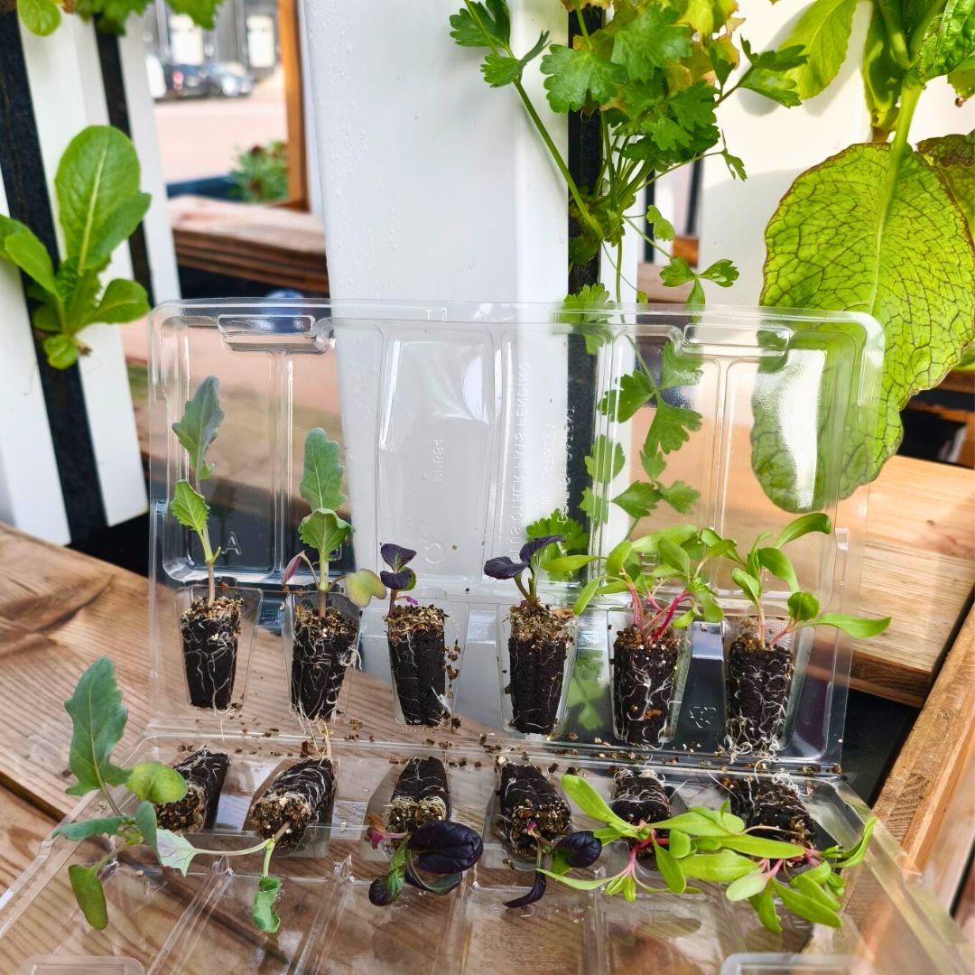 Plants Prêts-à-Pousser