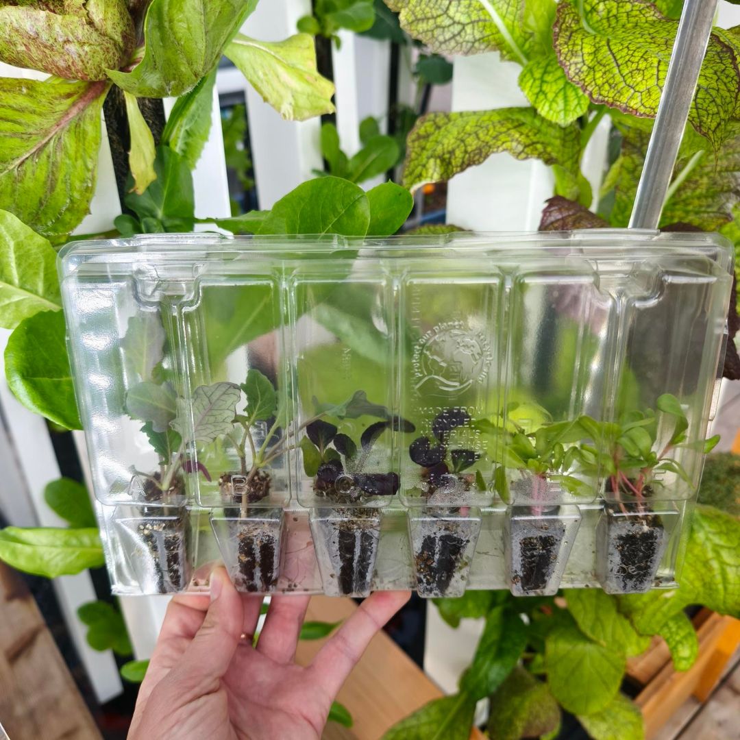 Ready-to-Grow Plants - kits