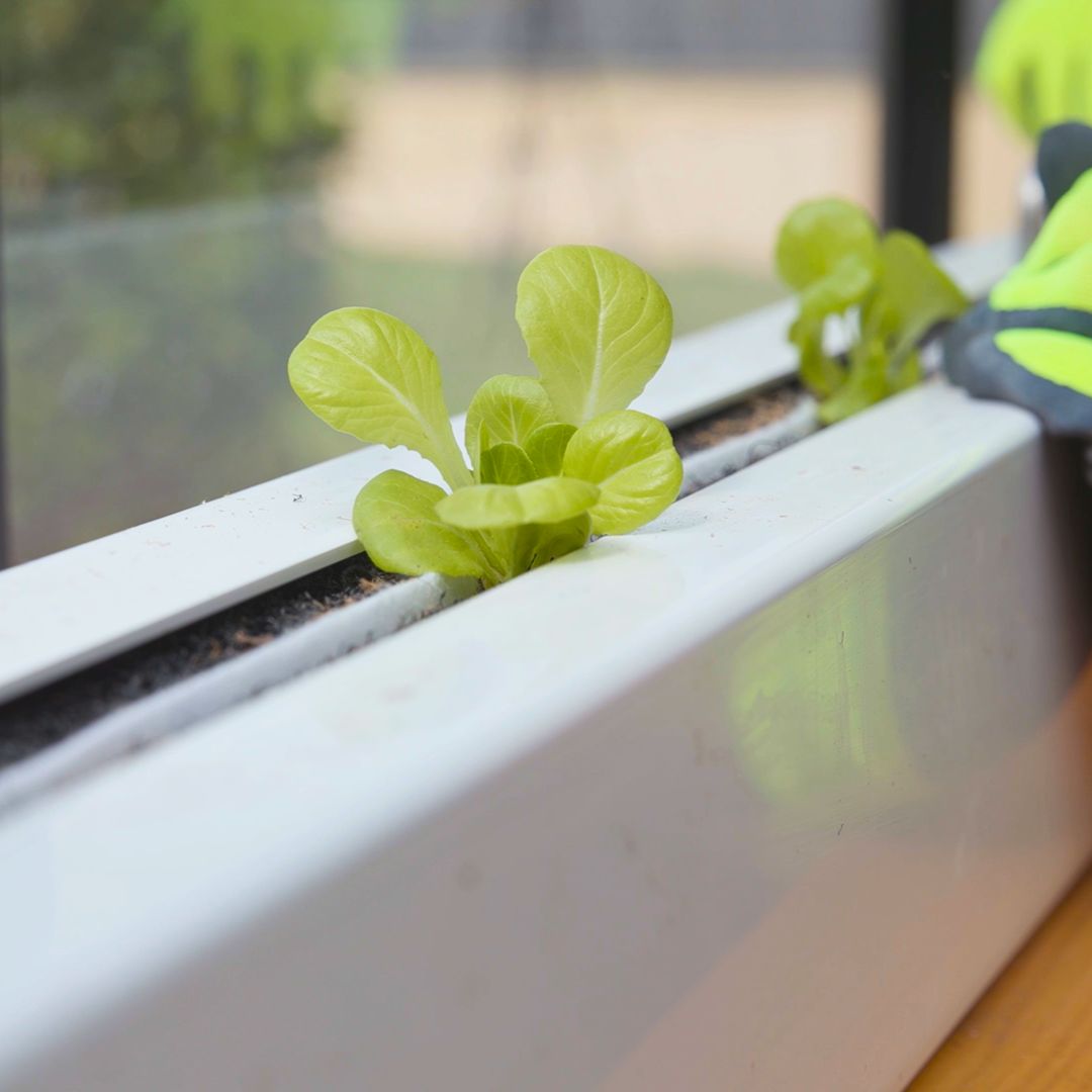 Ready-to-Grow Plants - kits