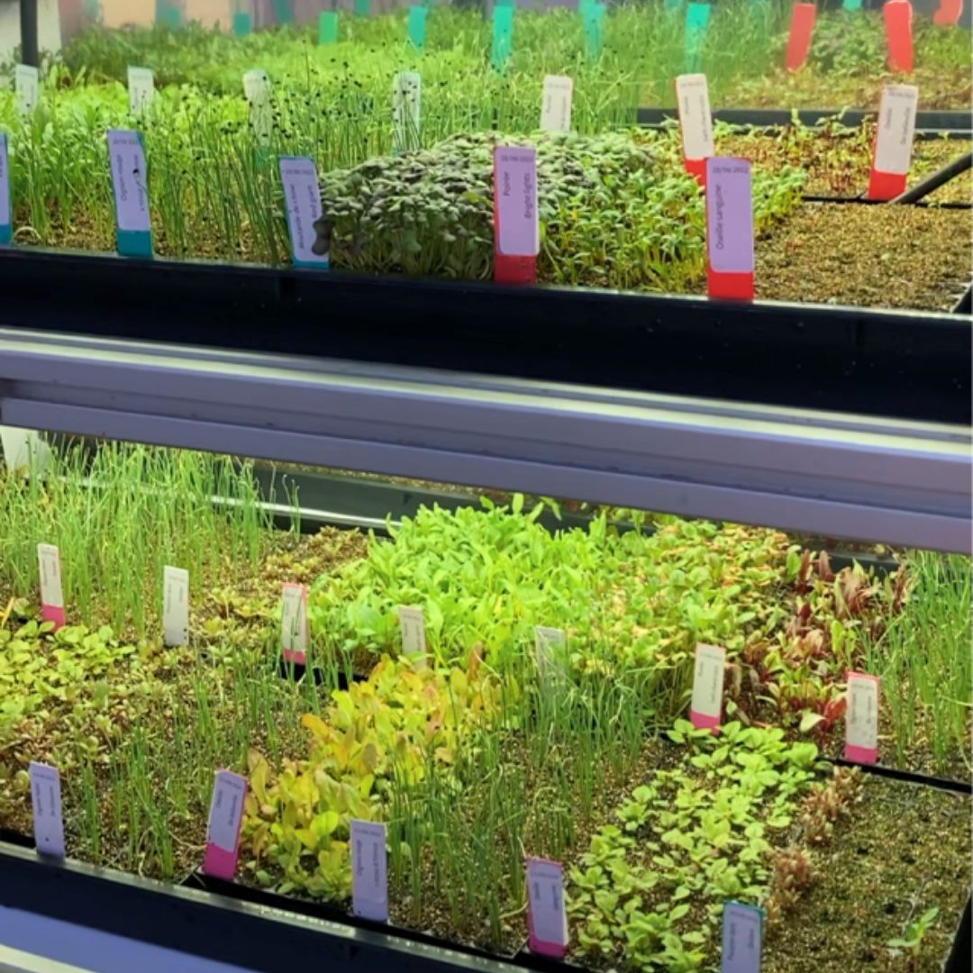 Plants Prêts-à-Pousser