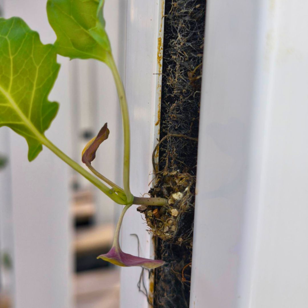 Ready-to-Grow Plants - kits