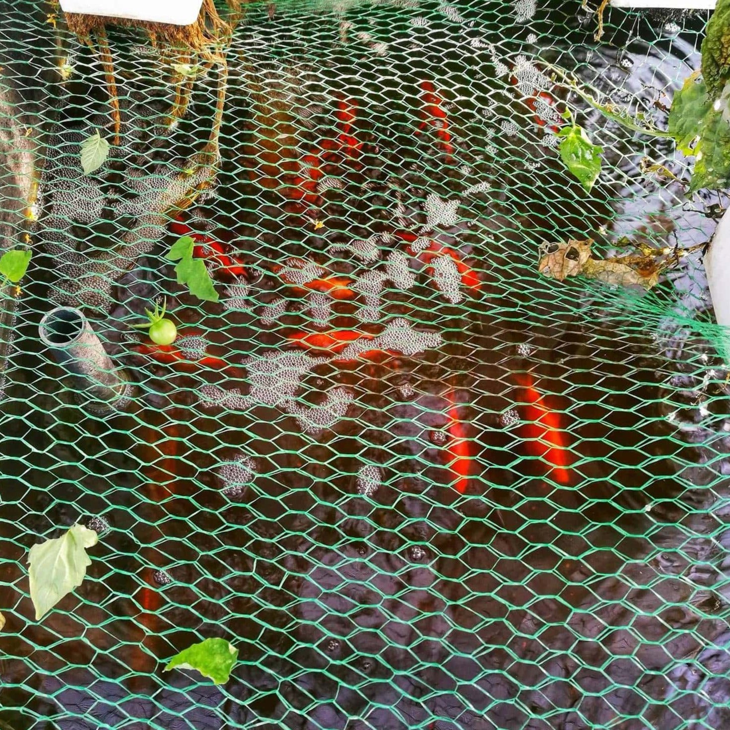 Roter Fisch für Aquaponik (30 Stück)