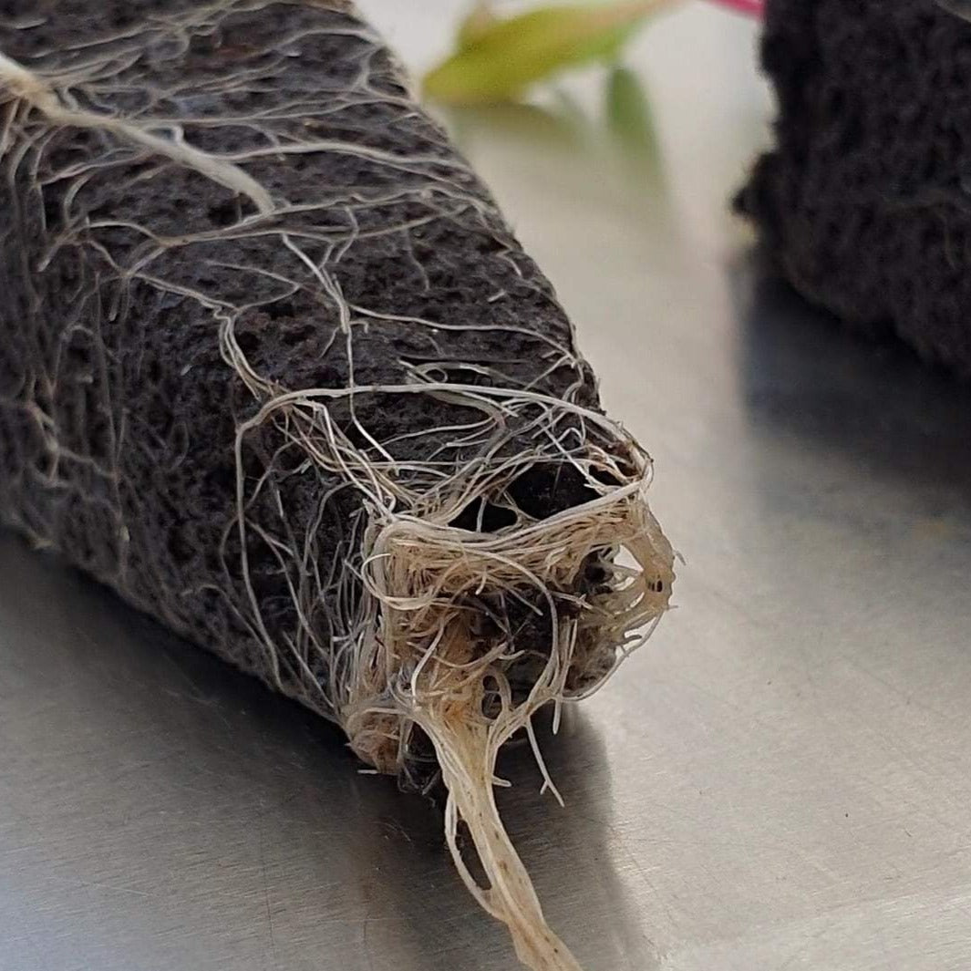 Anzuchttöpfchen – 160er Pack