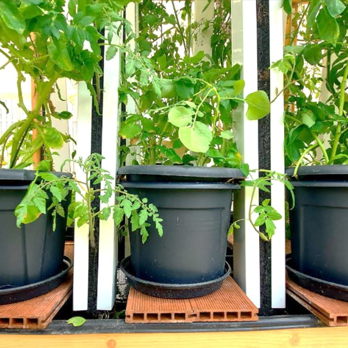 Pots pour culture tubercules
