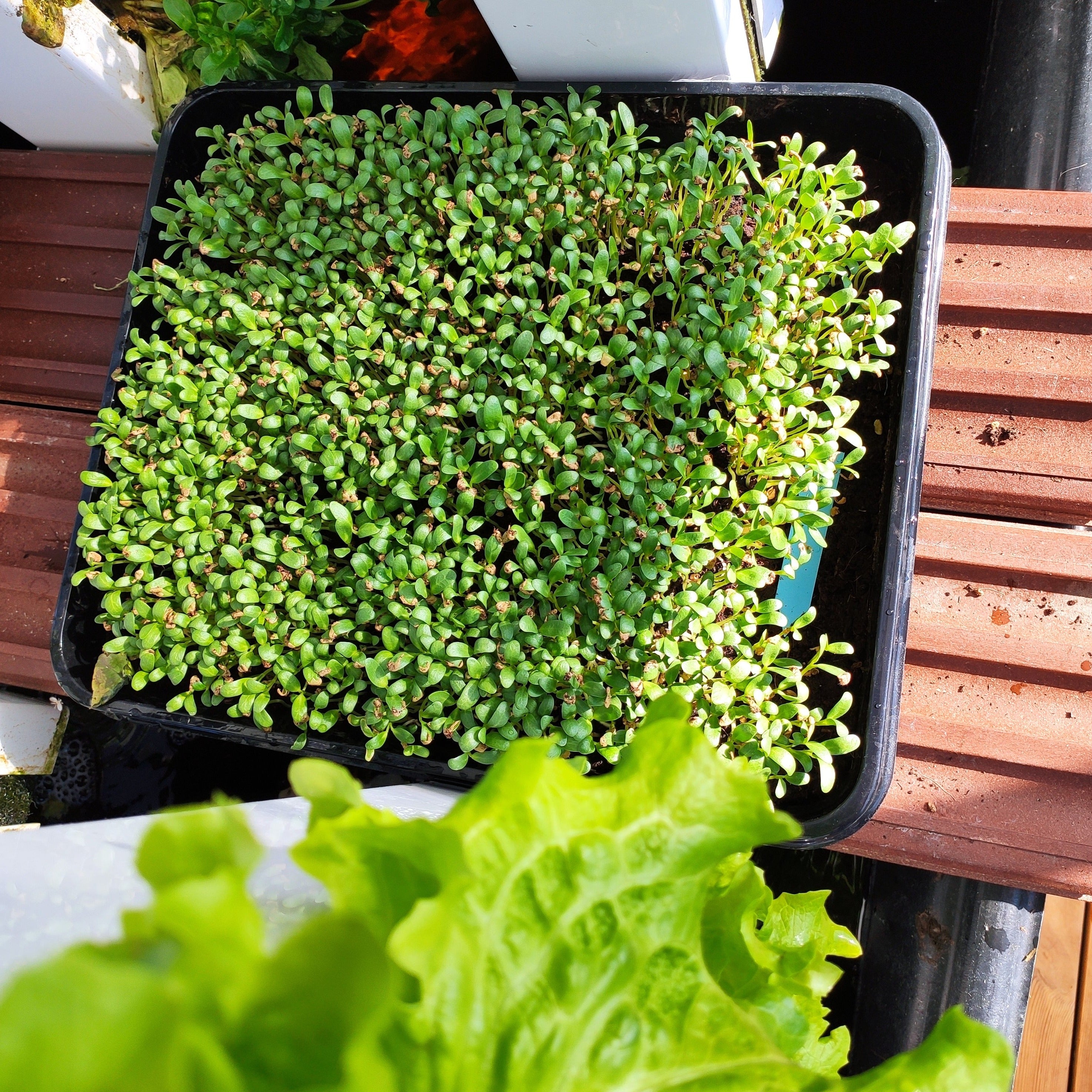 Microgreens-Samen-Set - Brokoli, grüne Erbse, Sonnenblume