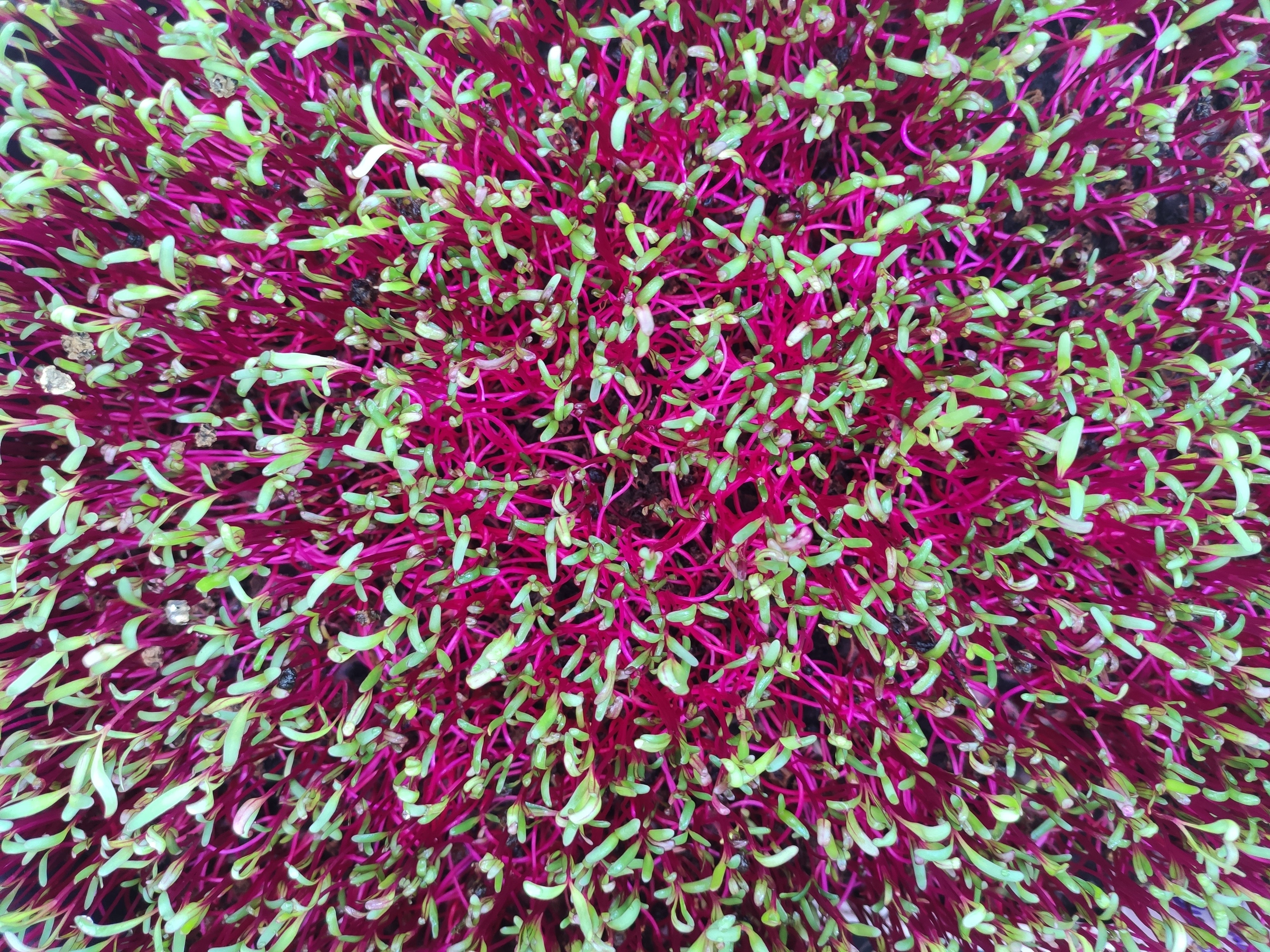 Seeds kit of microgreens - chia, radis Daïkon, sarrasin