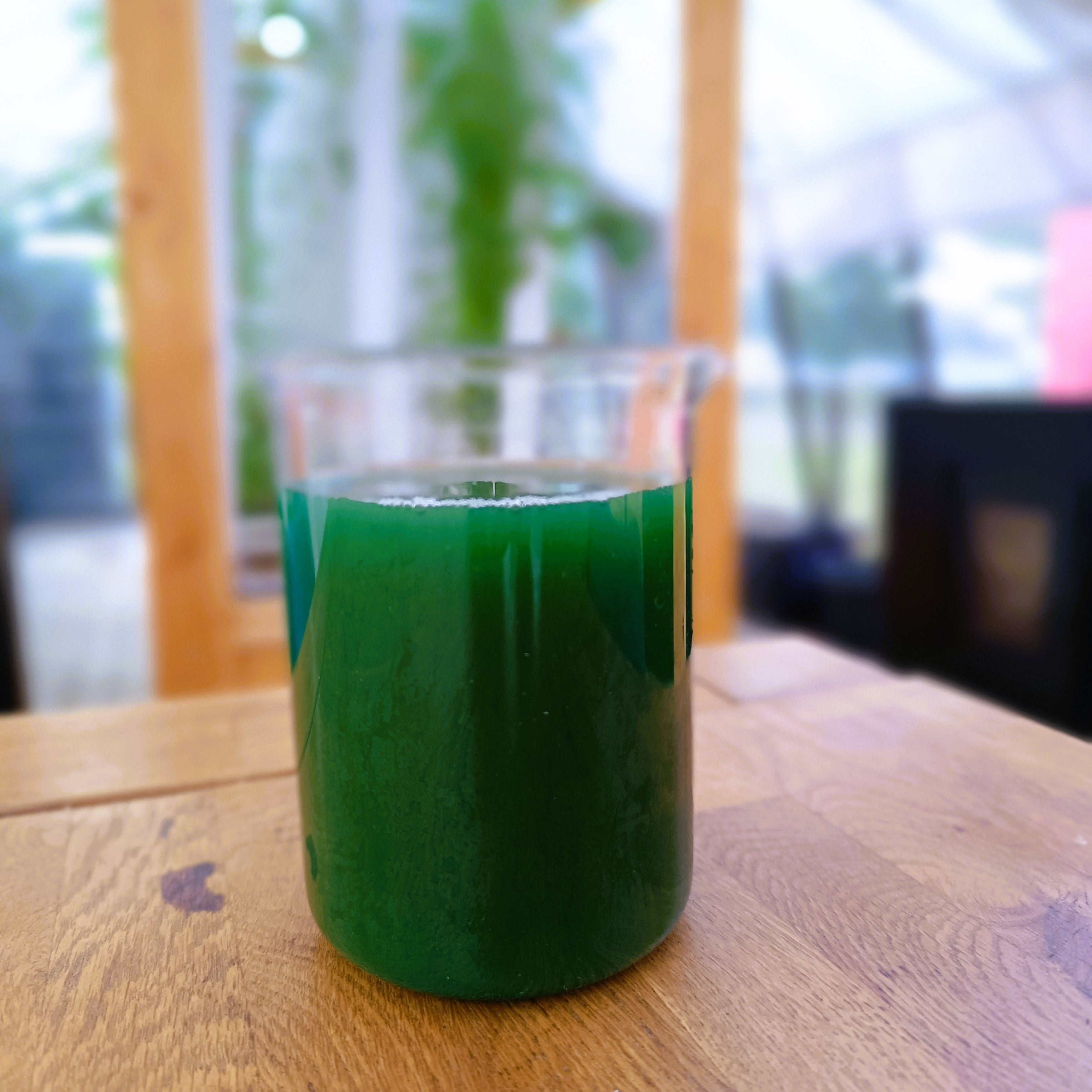 Spirulina Inoculum 1L - Grow your own spirulina