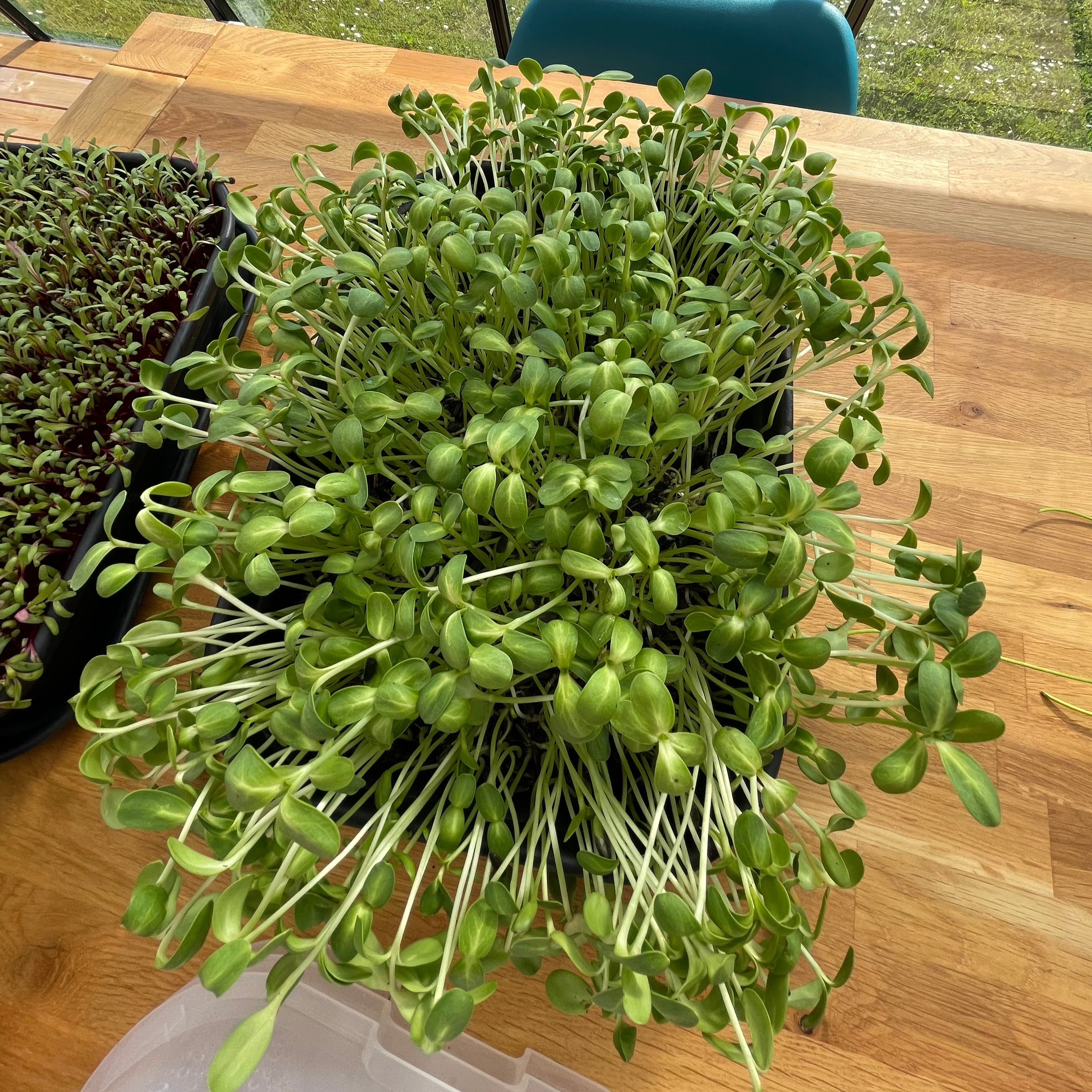 Microgreens seeds kit - brocoli, green pea, sunflower