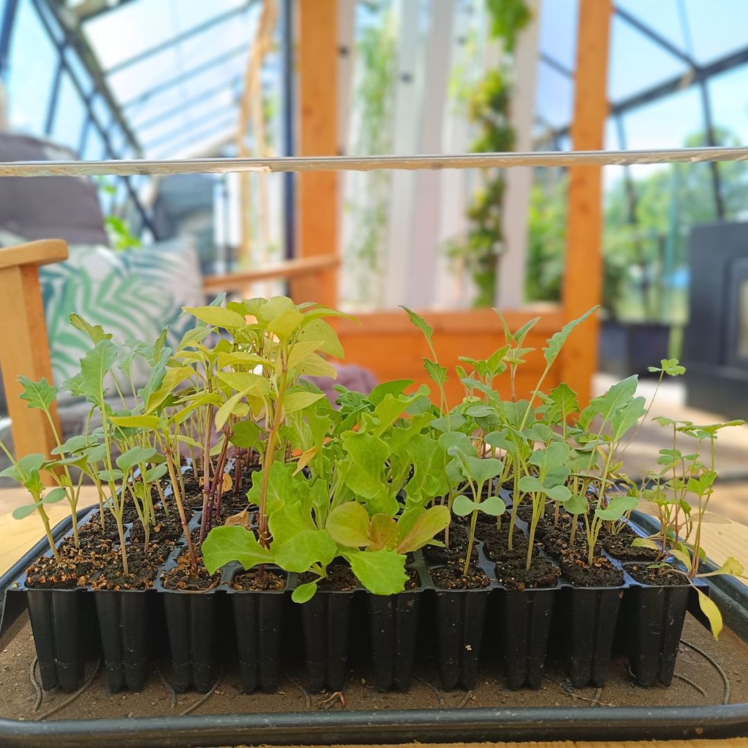 Incubateur à Semis LED – Mini Serre de germination