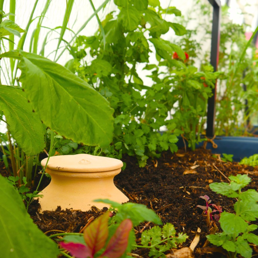 Olla - jarre d'irrigation à enterrer - 4L
