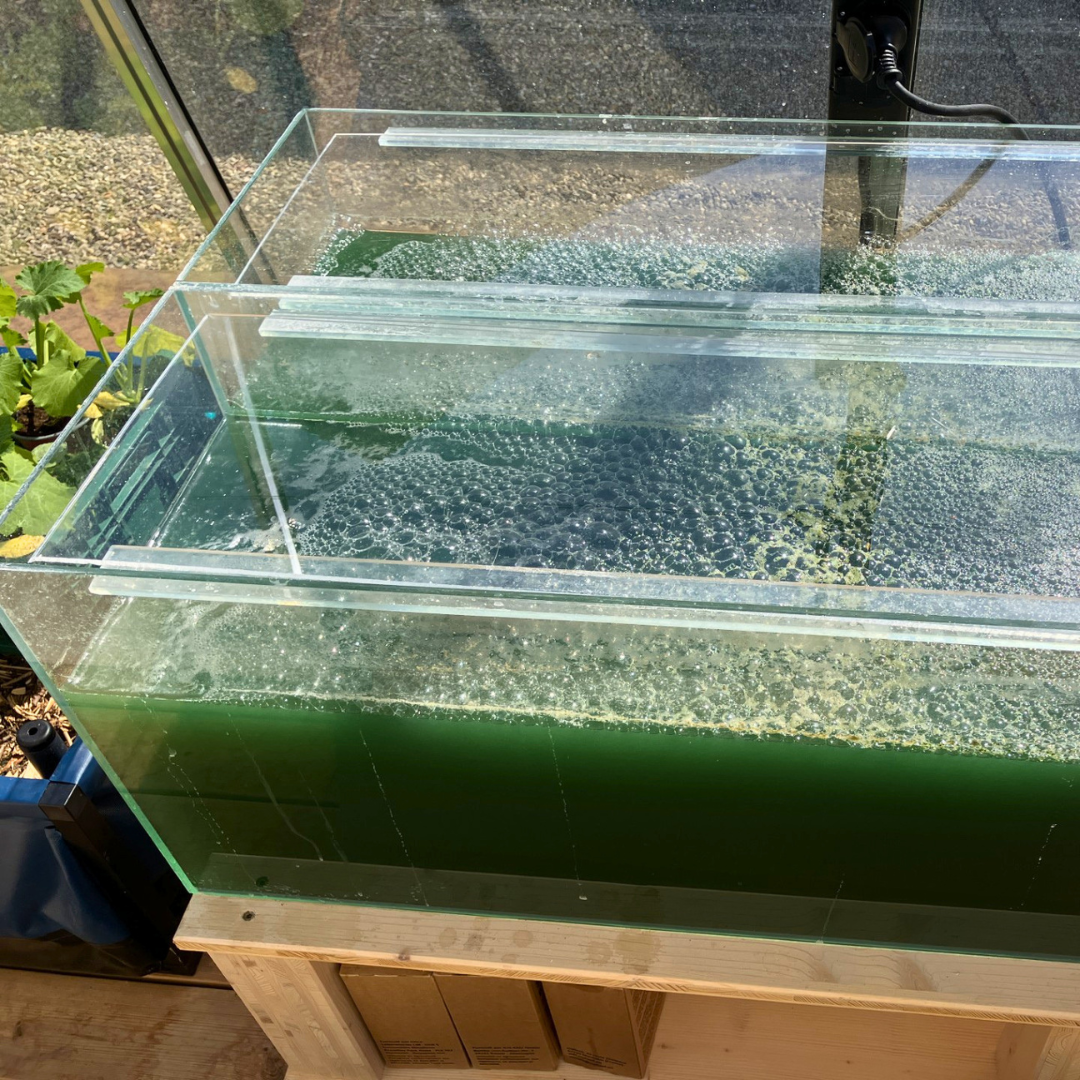 Spirulina-Inokulum – 1 L Starterkultur